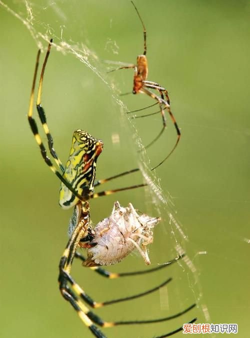 蜘蛛从哪里吐丝出来