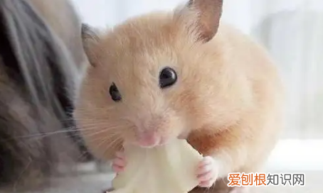 仓鼠吃什么水果，仓鼠可以吃什么水果