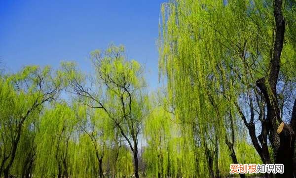 咏柳表达了诗人什么之情,《咏柳》表达了作者怎样的思想感情呢