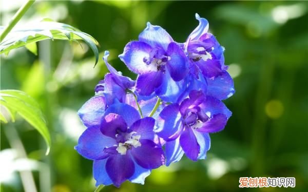 蓝色的小花是什么花，蓝色的花有哪些及花名图片