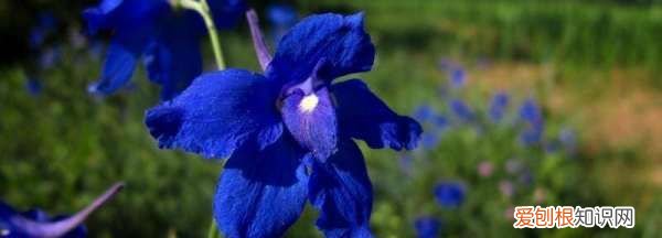 蓝色的小花是什么花，蓝色的花有哪些及花名图片