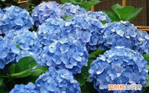 蓝色的小花是什么花，蓝色的花有哪些及花名图片