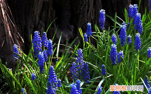 蓝色的小花是什么花，蓝色的花有哪些及花名图片