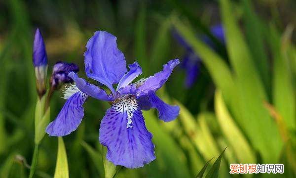 蓝色的小花是什么花，蓝色的花有哪些及花名图片