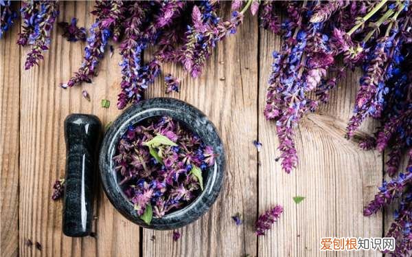 蓝色的小花是什么花，蓝色的花有哪些及花名图片