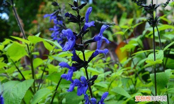 蓝色的小花是什么花，蓝色的花有哪些及花名图片
