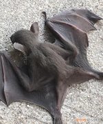 蝙蝠象征着什么，蝙蝠和蚂蚁的象征意义是什么