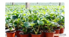 草莓浇水周期是多久，盆栽草莓苗的种植方法及注意事项