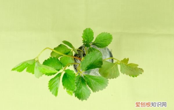 草莓浇水周期是多久，盆栽草莓苗的种植方法及注意事项