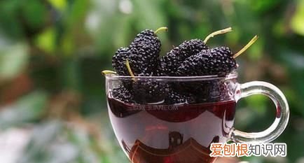 桑葚可以用高粱酒泡吗