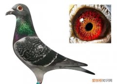 鸽子的本能是什么，鸽子脚上戴二维码黄色的环是什么意思