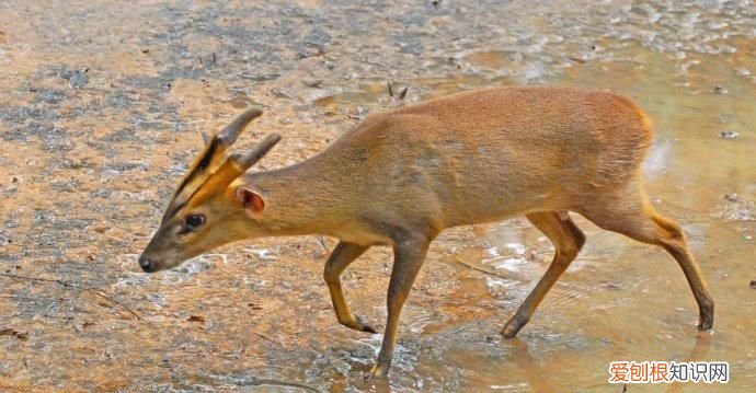 黄猄是国家几级保护动物