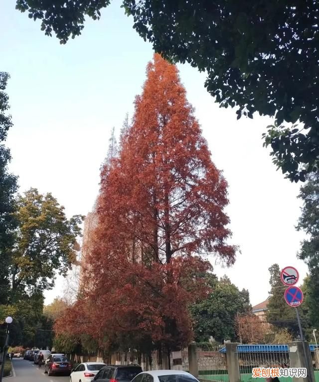 穗是哪里，穗下节间指的是哪里