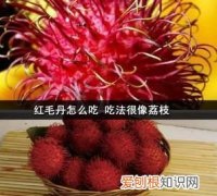 红毛丹怎么吃 吃法很像荔枝呢,红毛丹是原始人吃的荔枝吗