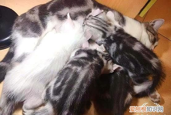 母猫做了驱虫还能喂奶吗,母猫得了耳螨还没满月的小猫能喂奶