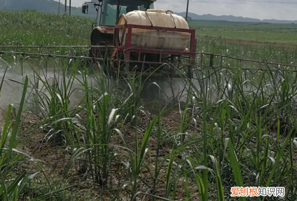 甘蔗种子怎么处理，甘蔗种子怎样播种视频