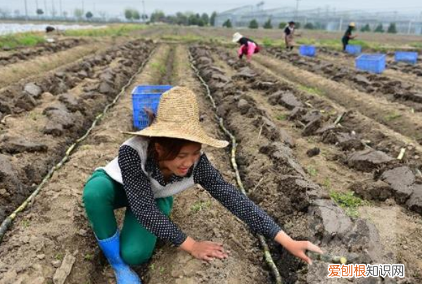 甘蔗种子怎么处理，甘蔗种子怎样播种视频