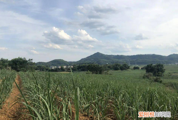 甘蔗种子怎么处理，甘蔗种子怎样播种视频