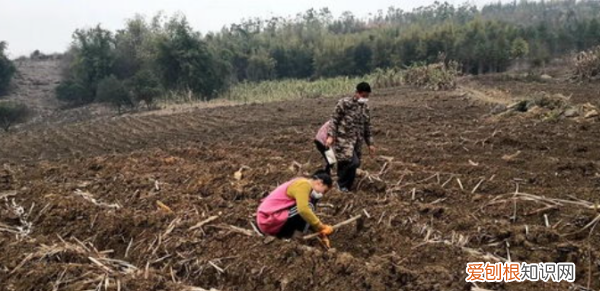 甘蔗种子怎么处理,甘蔗种子怎样播种视频