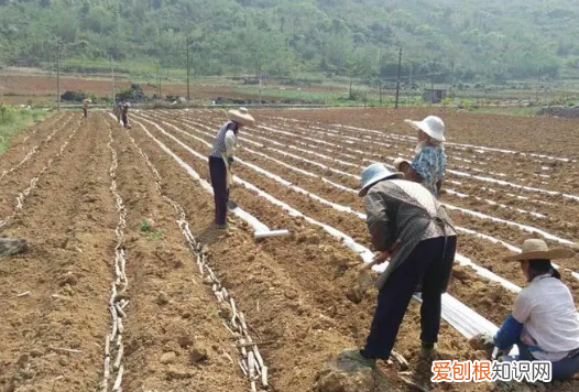 甘蔗种子怎么处理,甘蔗种子怎样播种视频