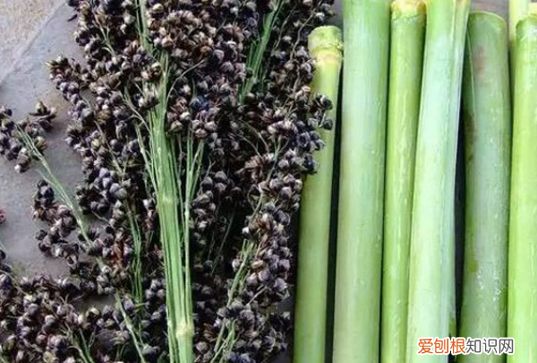 甘蔗种子怎么处理，甘蔗种子怎样播种视频