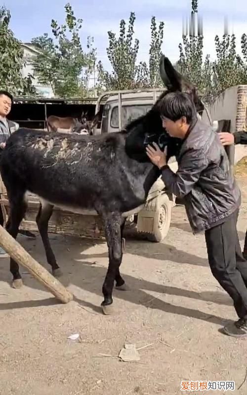 卸磨杀驴的下一句