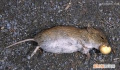 老鼠的尾巴长不了，老鼠的尾巴长还是短