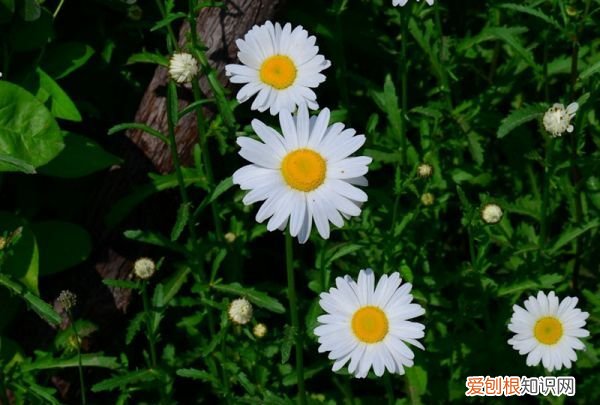 大滨菊种子种植方法,西洋滨菊种子的种植方法