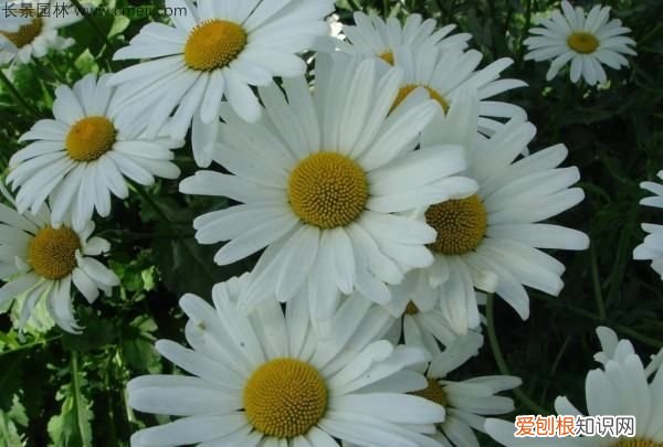 大滨菊种子种植方法,西洋滨菊种子的种植方法