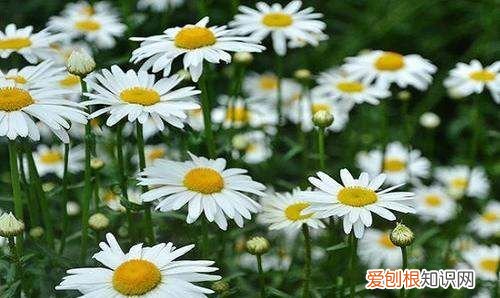 大滨菊种子种植方法,西洋滨菊种子的种植方法