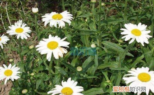 大滨菊种子种植方法,西洋滨菊种子的种植方法