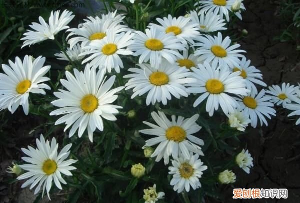 大滨菊种子种植方法,西洋滨菊种子的种植方法