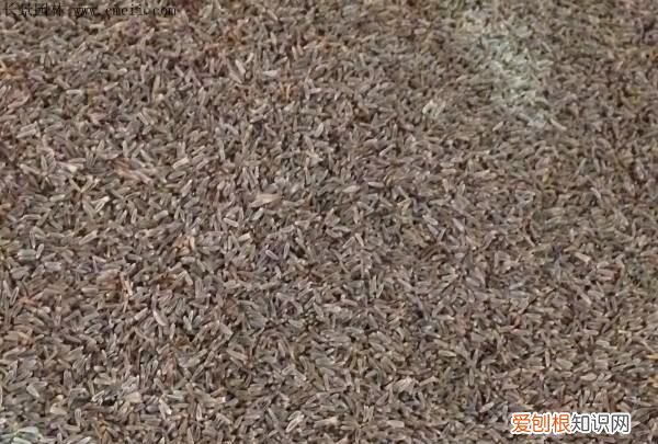 大滨菊种子种植方法,西洋滨菊种子的种植方法