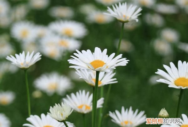 大滨菊种子种植方法,西洋滨菊种子的种植方法