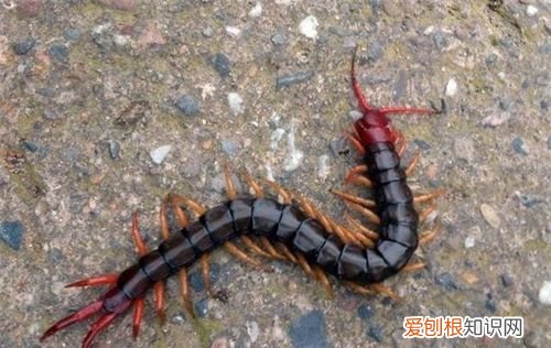 蜈蚣属于昆虫类的吗,蜈蚣属不属于昆虫纲说明原因