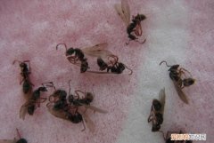 16楼家里为什么有蚂蚁，下雨后蜗牛为什么会爬高处楼房的玻璃上