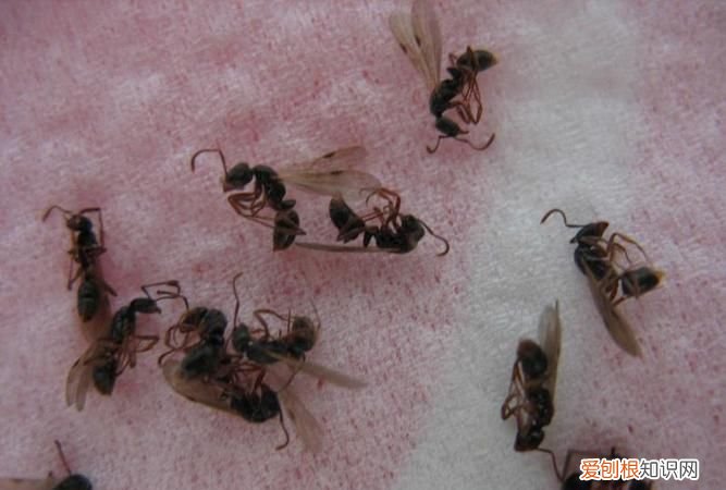 16楼家里为什么有蚂蚁，下雨后蜗牛为什么会爬高处楼房的玻璃上