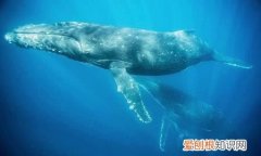 鲸鱼换气一次能在水里多久，鲸鱼呼吸一次能在水里待多久