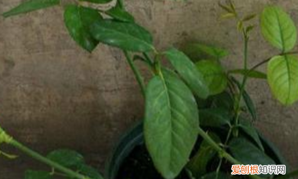 月季花叶子发黄是什么原因,月季叶子发黄掉落是什么原因