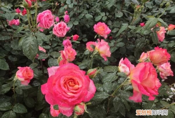 月季花叶子发黄是什么原因,月季叶子发黄掉落是什么原因