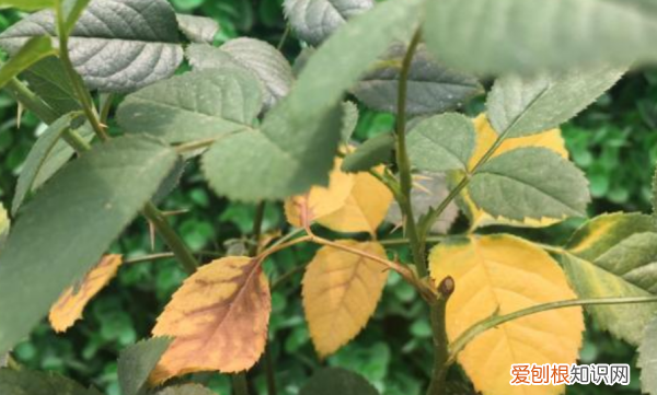 月季花叶子发黄是什么原因,月季叶子发黄掉落是什么原因