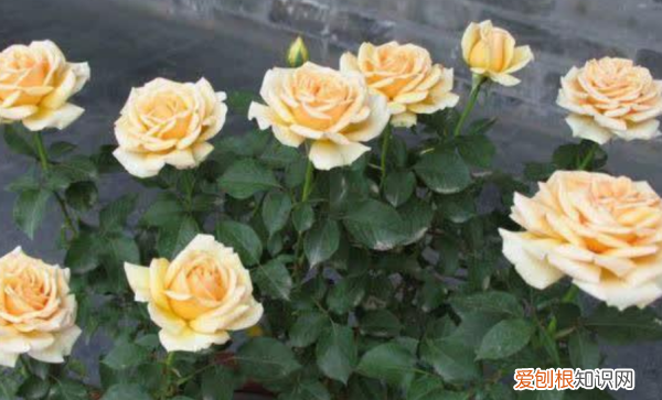 月季花叶子发黄是什么原因,月季叶子发黄掉落是什么原因