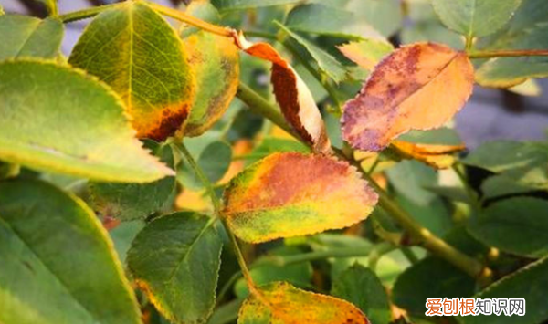 月季花叶子发黄是什么原因,月季叶子发黄掉落是什么原因