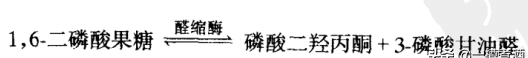 小曲酒发酵过程中主要有哪些微生物和酶参与发酵