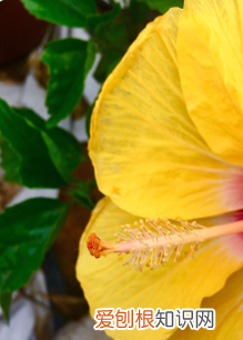 手机微距相机怎么使用