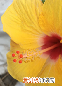 手机微距相机怎么使用