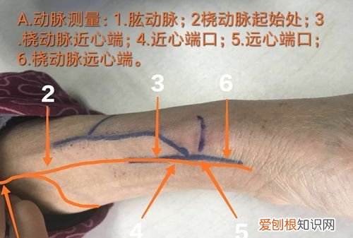 远心端和近心端的区别