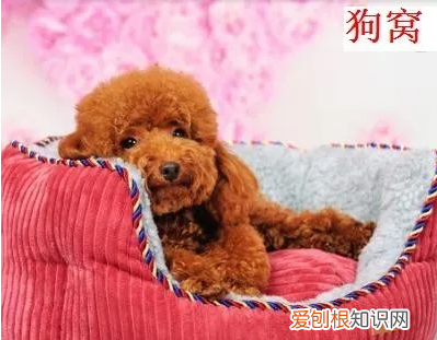 怎么用旧衣服给狗狗做一个窝,旧衣服自制狗窝教程简单可挡风