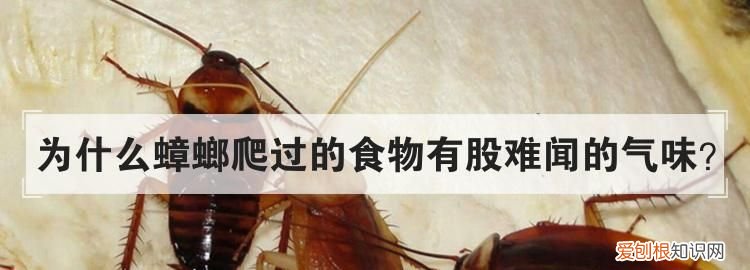 蟑螂害怕什么气味，蟑螂最怕什么气味