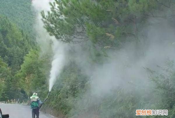 喷杀虫剂多久开窗通风，家里喷了杀虫剂猫咪多久可以回来